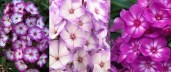 Phlox paniculata Sweet Summer Fantasy5